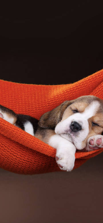 Sleeping puppy in the hammock