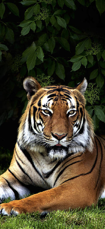 Tiger resting on the grass