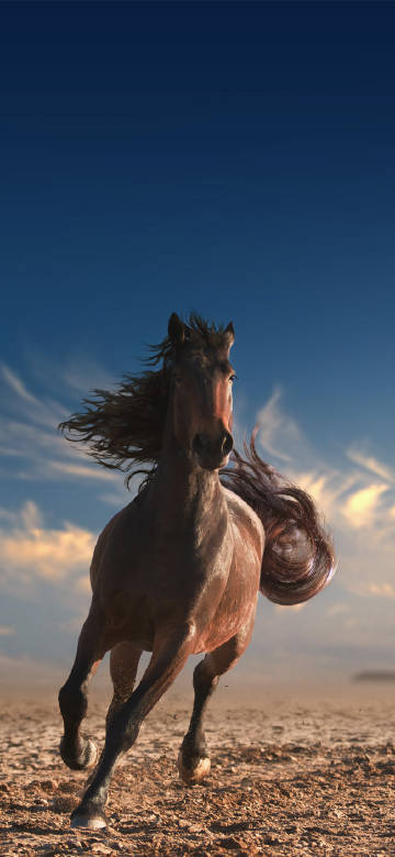 Running steed under the blue sky