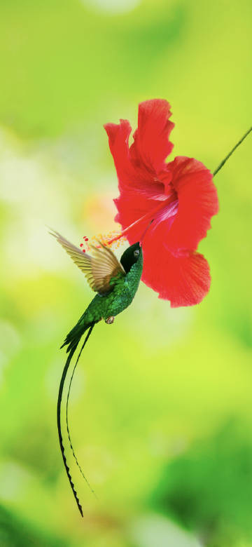 Hummingbird sucking nectar from a red flower