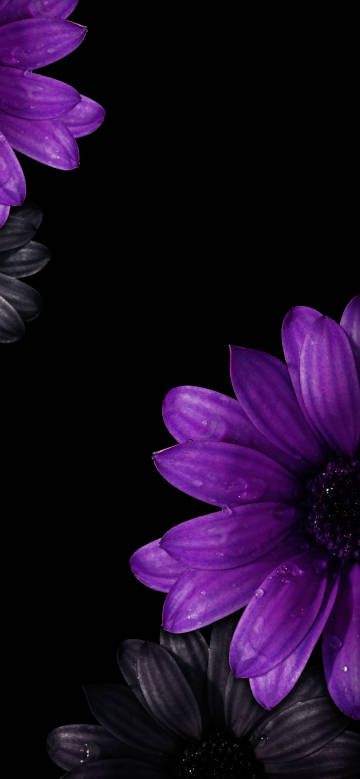 Purple flowers on black background