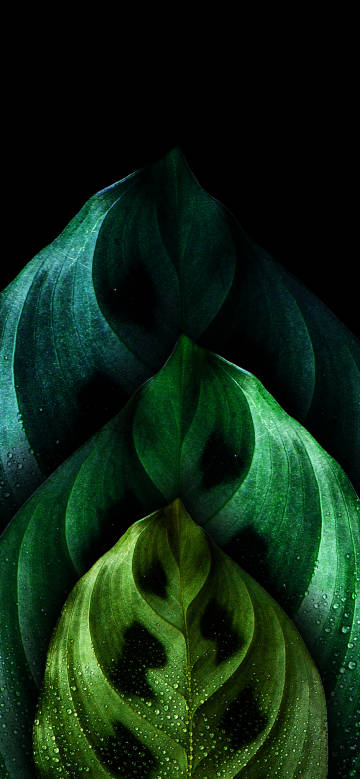 Green leaves against a dark background