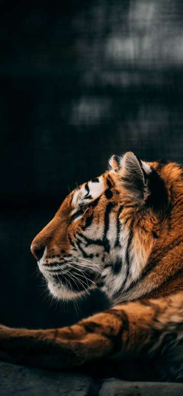 Close-up of a tiger’s profile