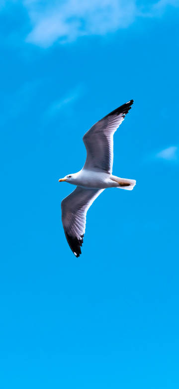 Seagull soaring in the blue sky