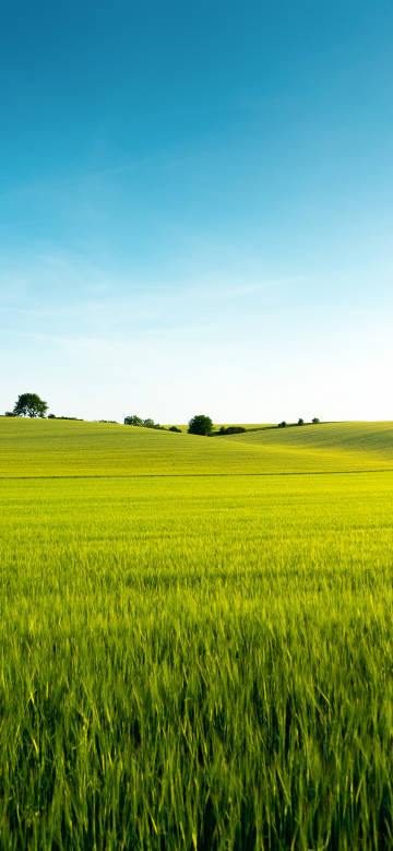 Vast natural green field scenery