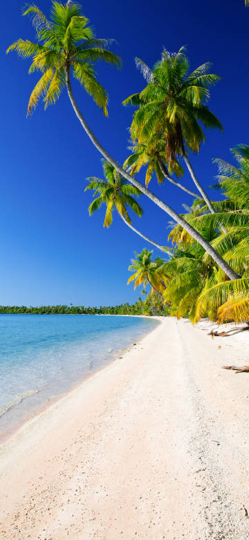 Beautiful scenery of beach and coconut trees under the sun