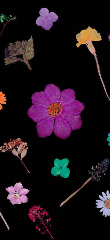 Colorful flowers on a black background
