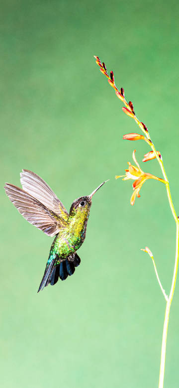 Beautiful moment of hummingbird sucking nectar