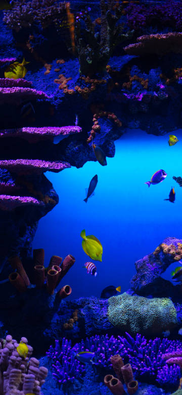 Colorful underwater world