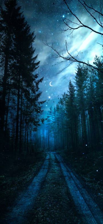 Brilliant starry sky over the forest night path