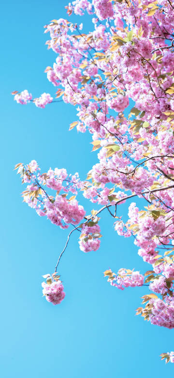 Gorgeous cherry blossoms under the blue sky