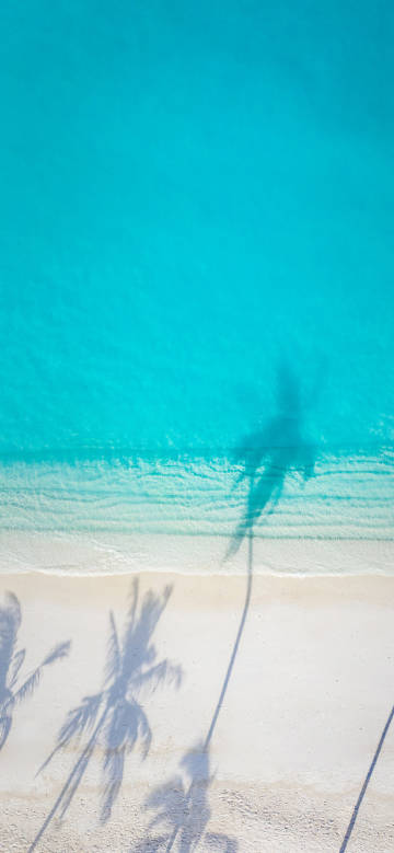 Sunny Beach: Seaside charm of palm tree shadows
