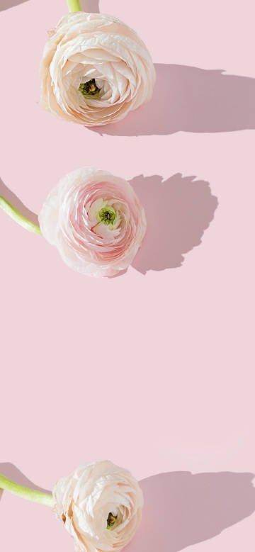 Three pink flowers on pink background