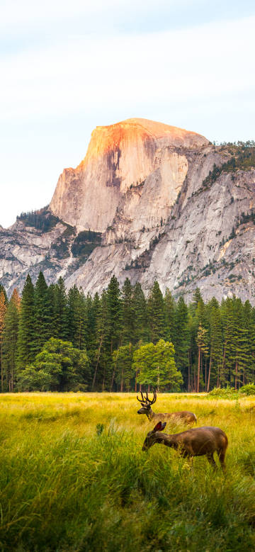 Two deer foraging at the foot of the mountain