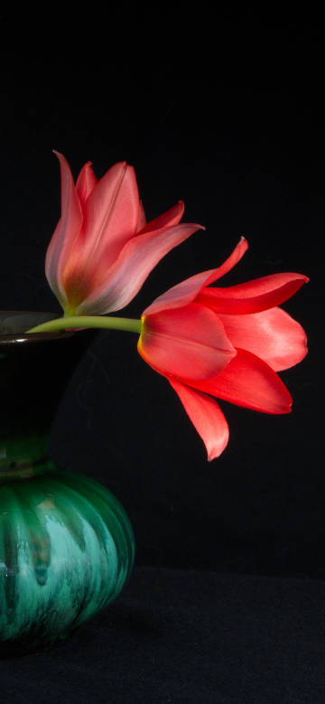 Two red tulips in green vase phone wallpaper