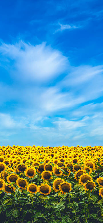 Sunflower sea under the blue sky phone wallpaper