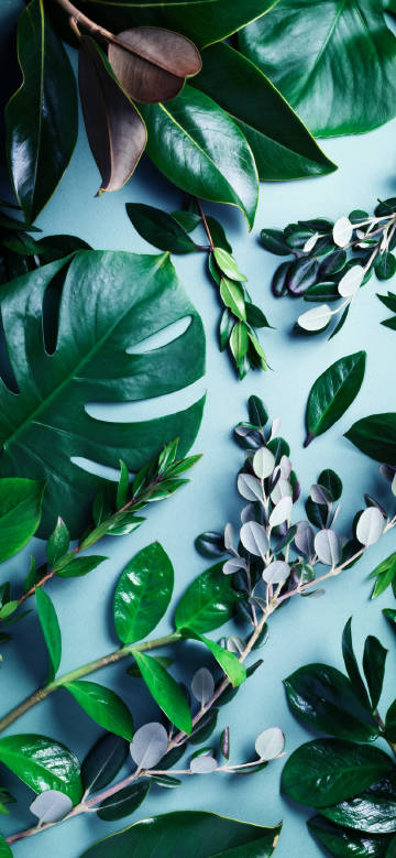 Various green plant leaves phone wallpaper