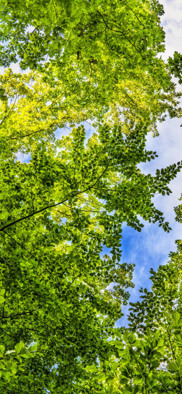 Dense green leaves from an upward perspective