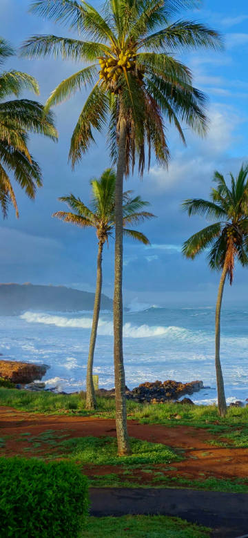 Tall coconut trees on the seaside phone wallpaper