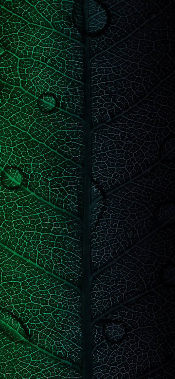 Close-up of leaves with clear texture phone wallpaper