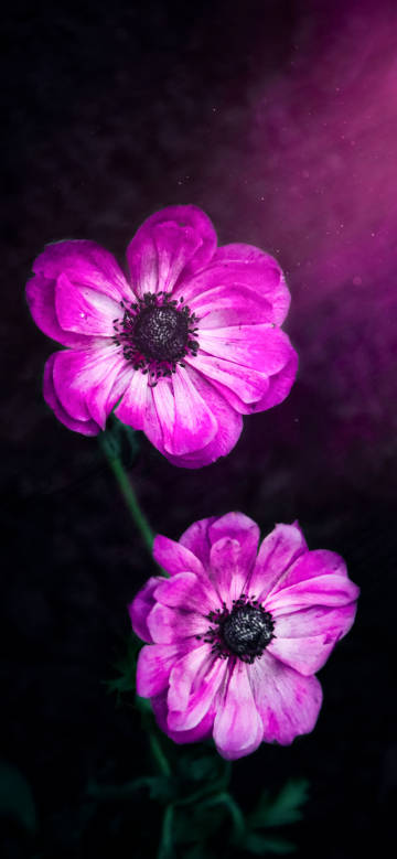 Delicate flowers against a dark background phone wallpaper