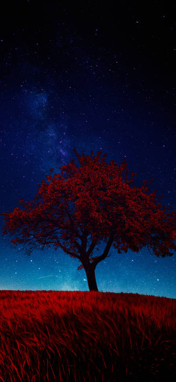A red tree under the deep blue starry sky