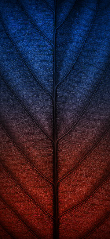 Red-blue gradient leaf phone wallpaper