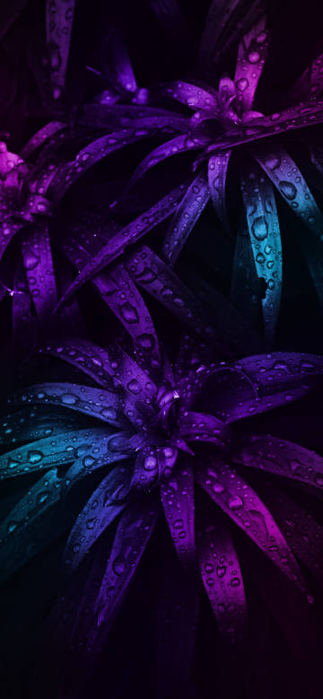 Purple plants against dark background