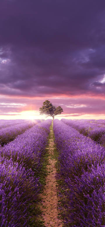 Romantic purple lavender scenery