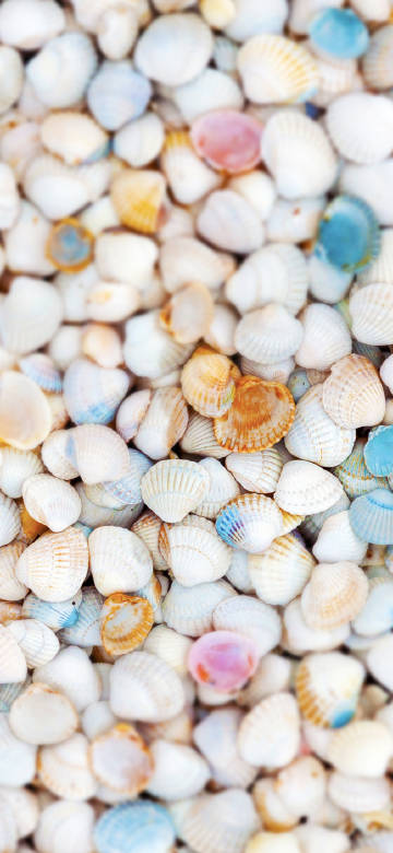Charming shell landscape