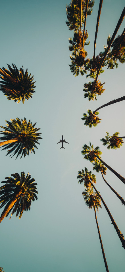 Airplane among palm trees