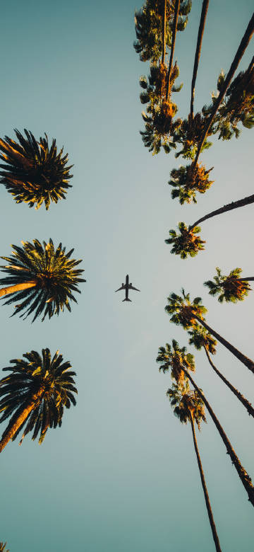 Airplane among palm trees