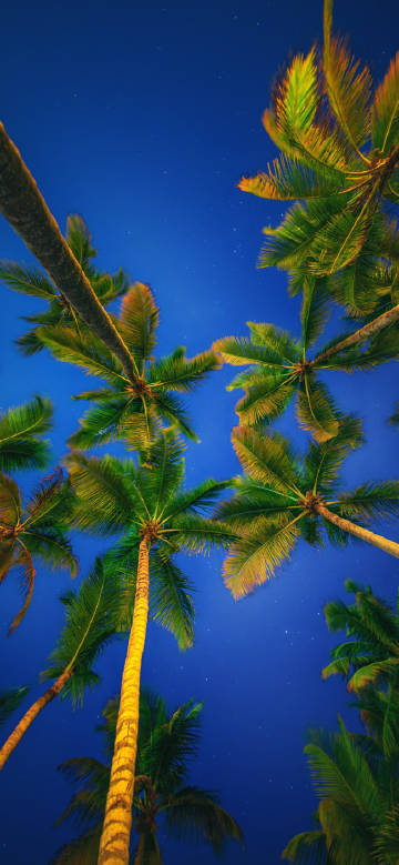 Looking up at coconut trees against the night sky