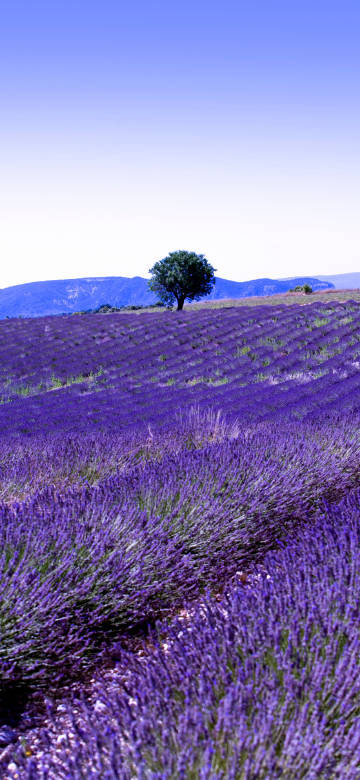 Purple dreamy lavender field