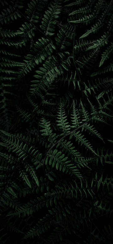 Green fern shadows in the dark