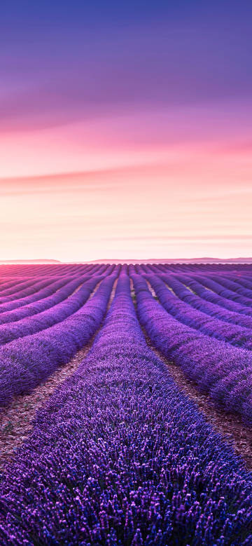 Lavender under the purple stars phone wallpaper
