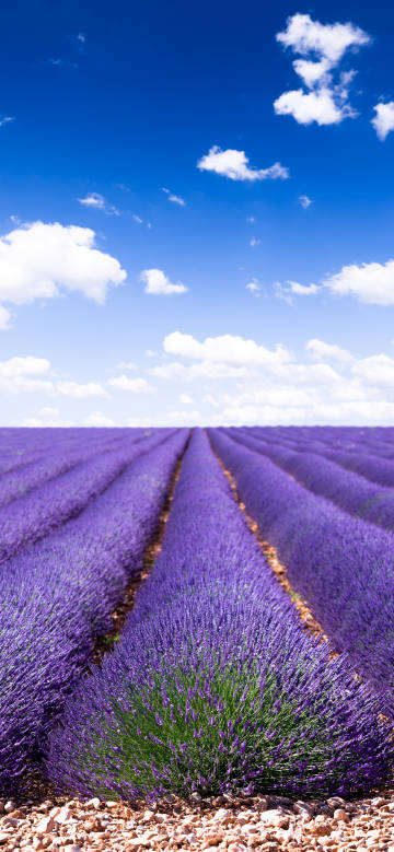 Romantic lavender countryside
