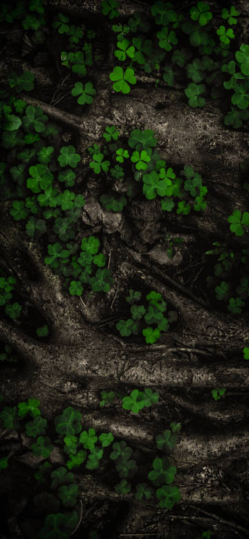 Clover on tree roots phone wallpaper