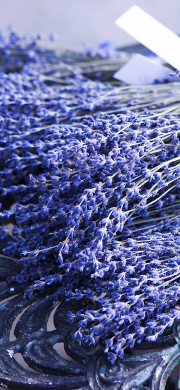 Bunches of blue-purple lavender