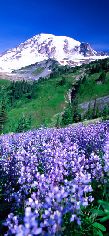 Scenery of lavender fields under snow-covered mountains