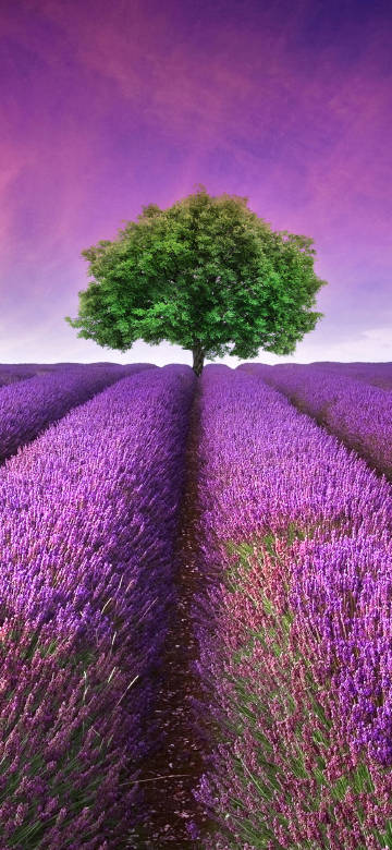 Dreamy purple lavender field