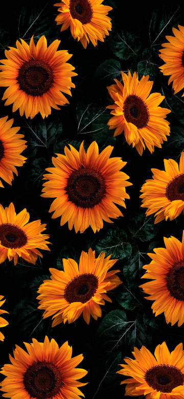 Sunflowers on black background