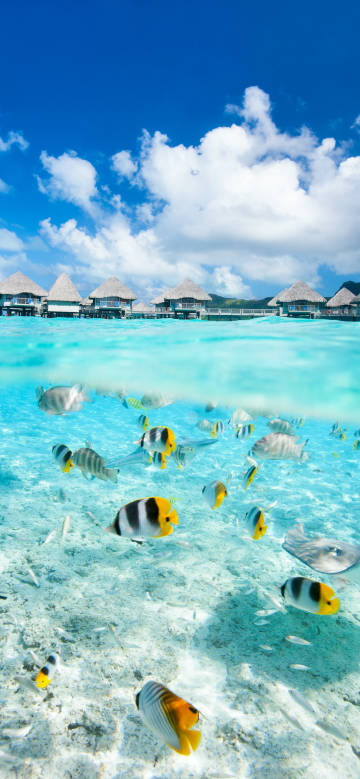 Colorful fish swimming in clear water phone wallpaper