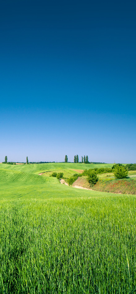 Clear blue sky and a vast green field