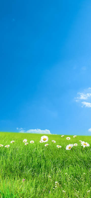 A green meadow under a clear blue sky