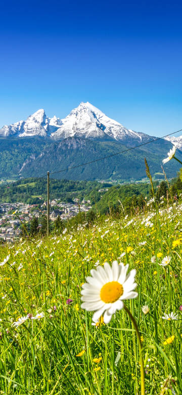 Flower sea and snow-capped mountains under blue sky