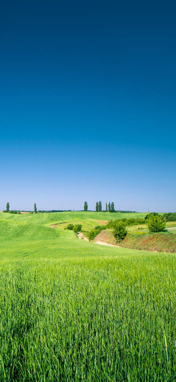 Clear blue sky and a vast green field