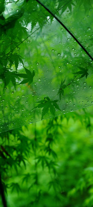 Natural, green leaves, eye - protecting, high - definition phone wallpapers