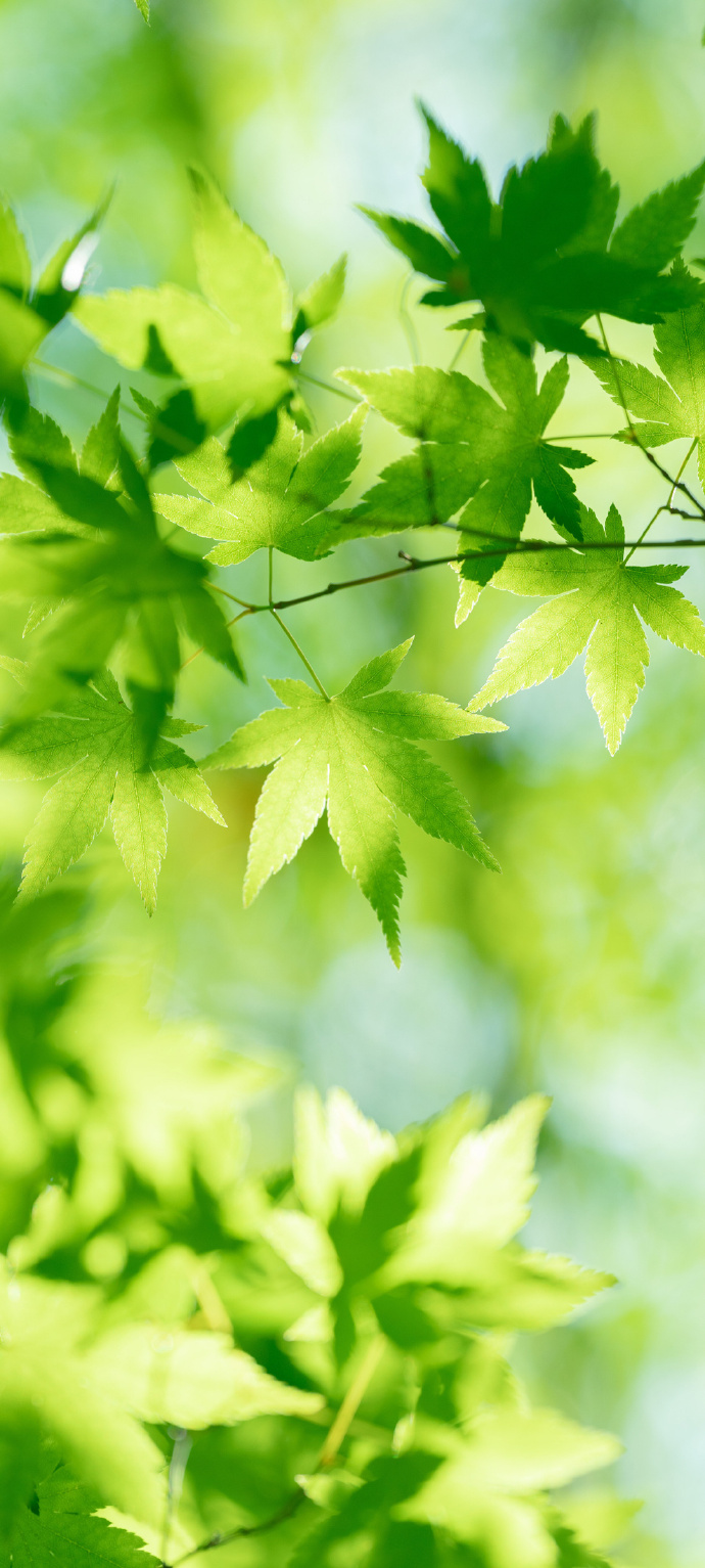 Featuring Green Maple Leaves Phone Wallpaper